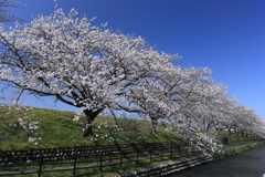 黒部の桜