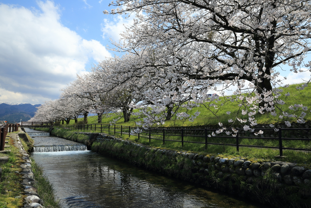 黒部の桜