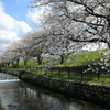 黒部の桜