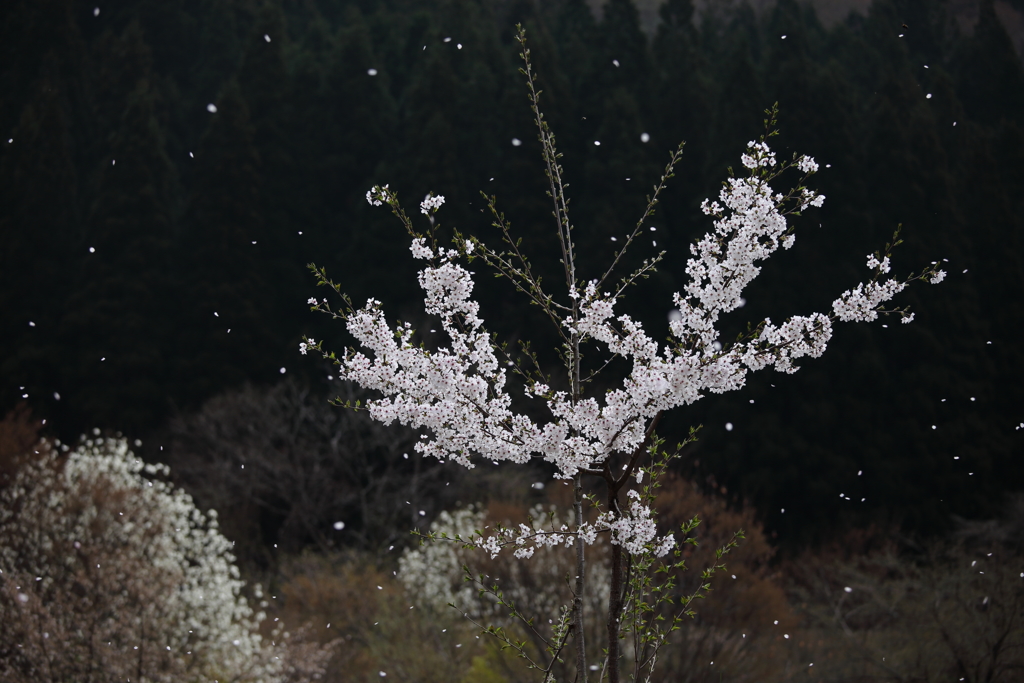 春の雪