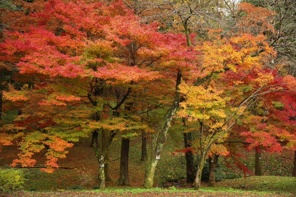 紅葉
