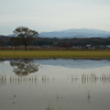 木場潟（横の水田）