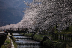 黒部の桜