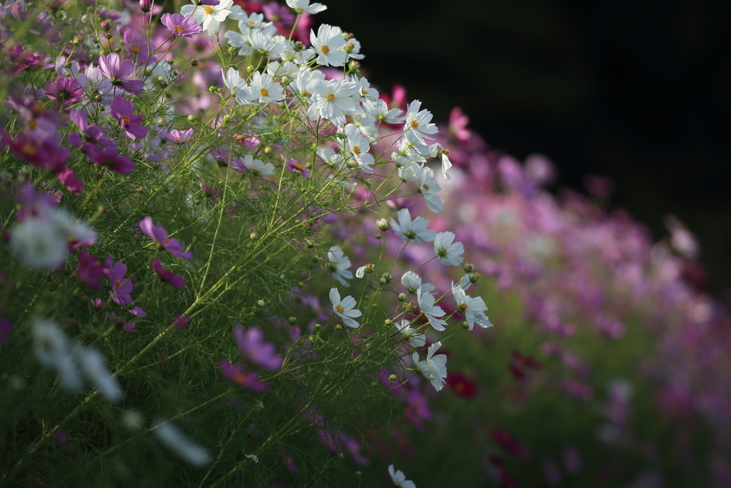 秋桜