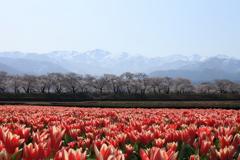 舟川べり