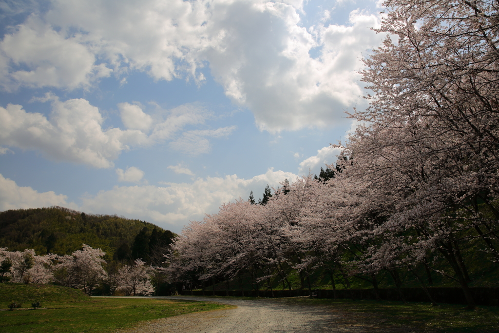 桜咲く
