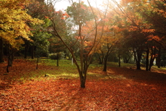 11月の公園