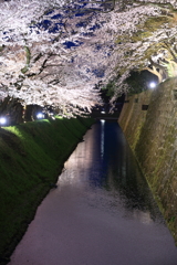 城壁と桜
