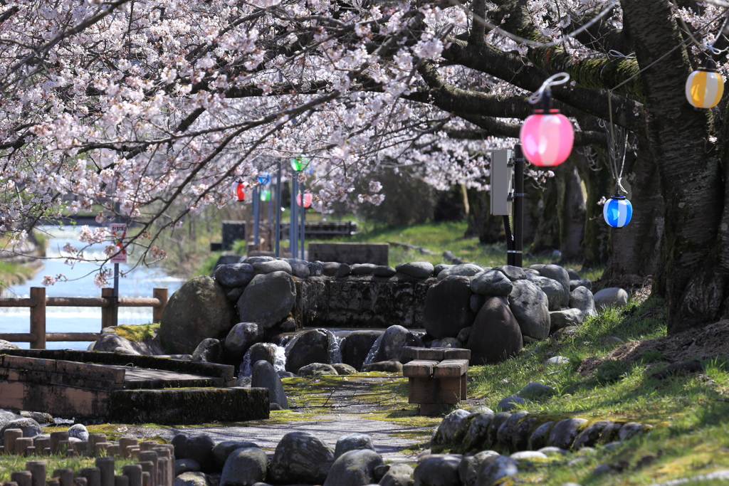 黒部の桜