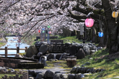 黒部の桜