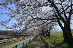 黒部の桜