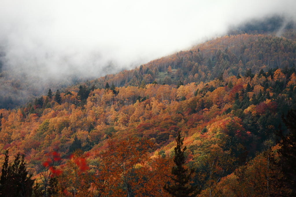 高原の秋