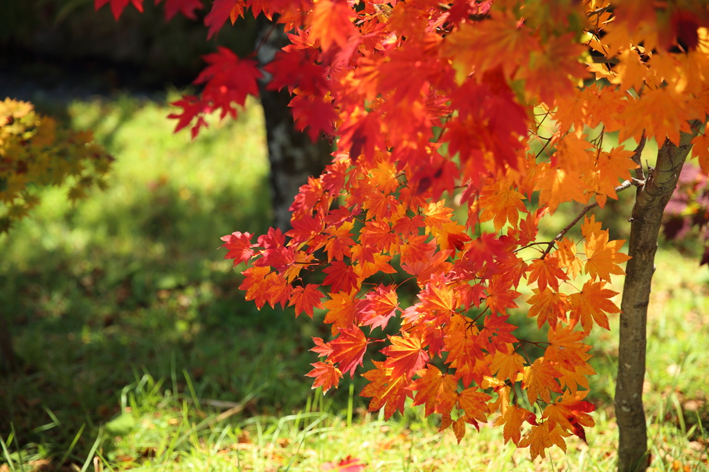 紅葉