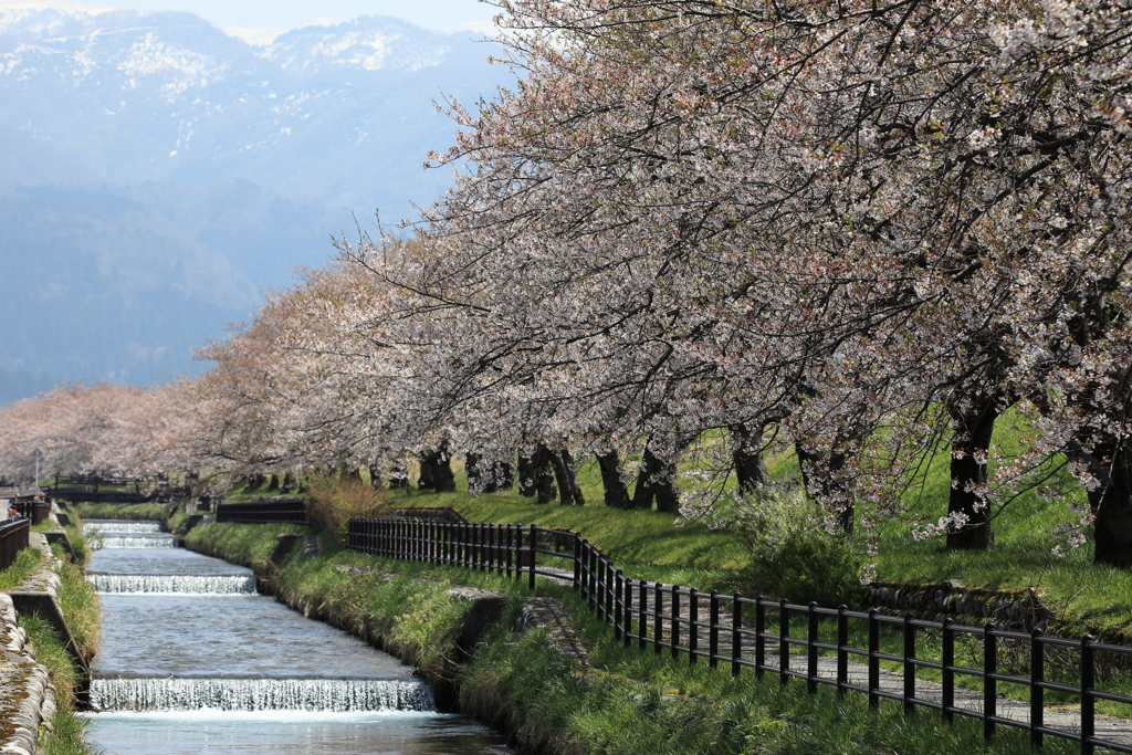 黒部の桜