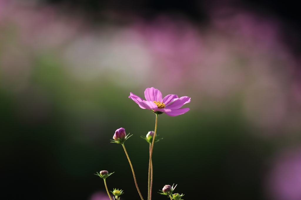 秋桜