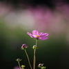 秋桜