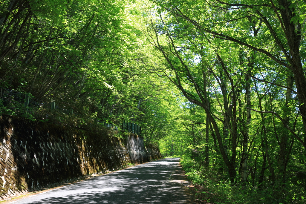 新緑のトンネル