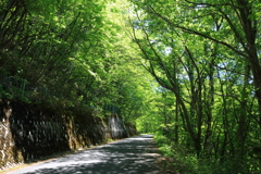 新緑のトンネル