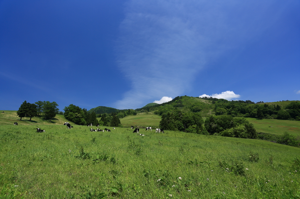 5月の高原