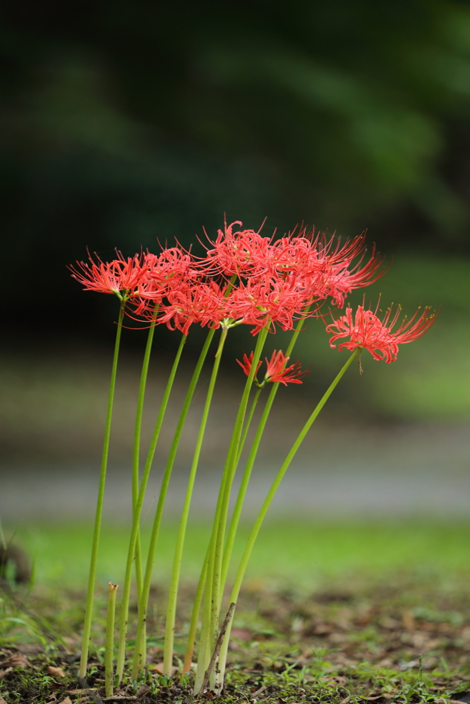 彼岸花