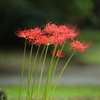 彼岸花