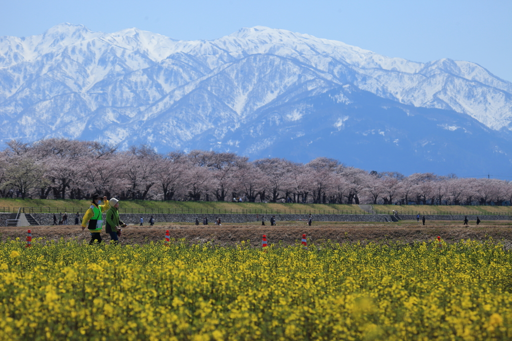 舟川べりの桜