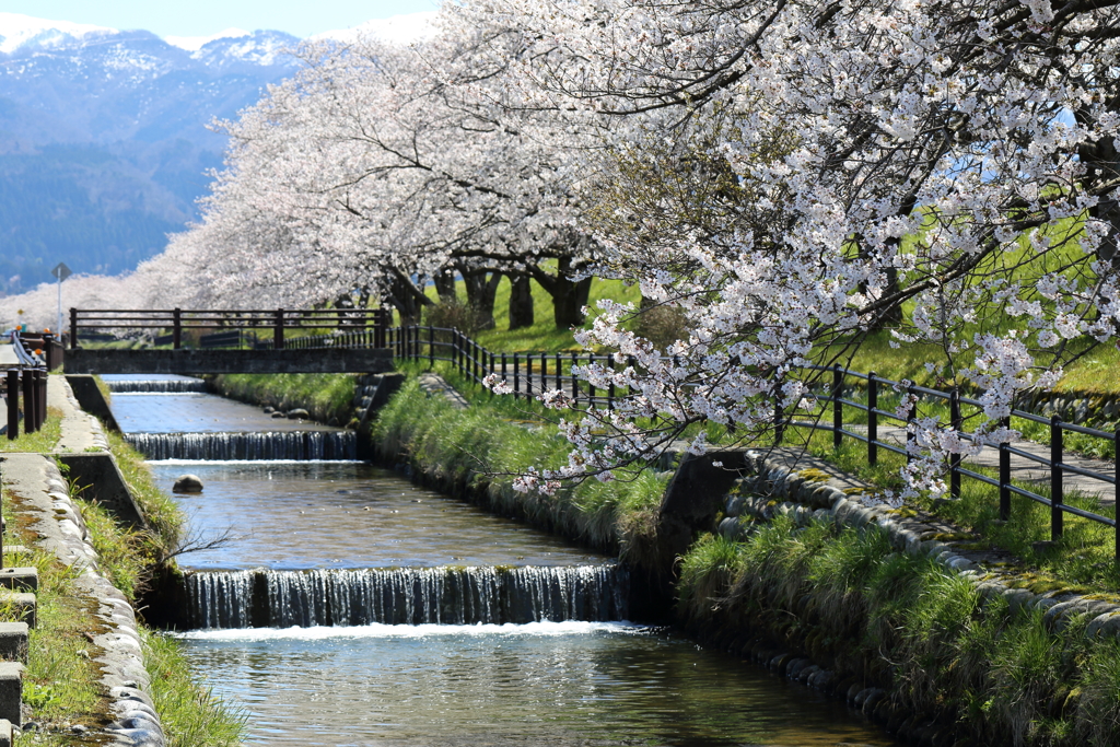 黒部の桜