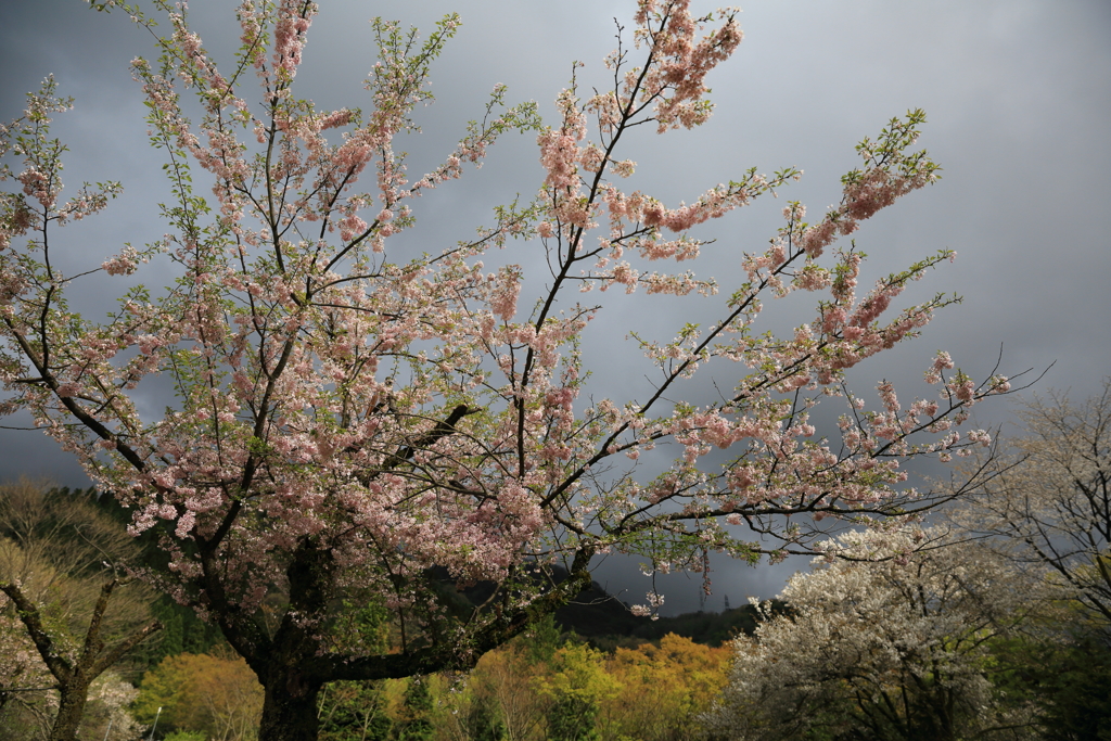 名残の桜