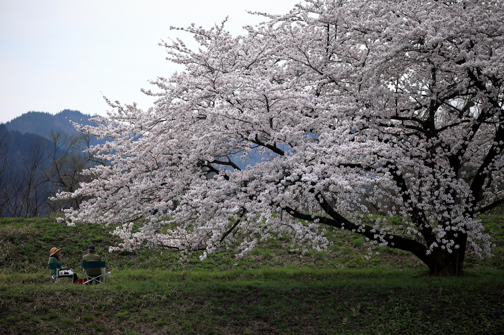 お花見