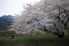 お花見