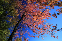 グラデーション