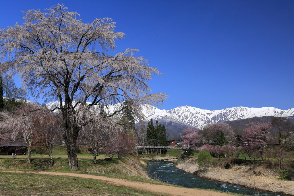 大出公園