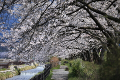 黒部の桜