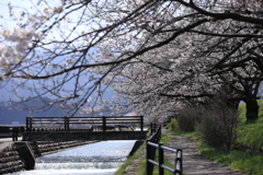 黒部のさくら