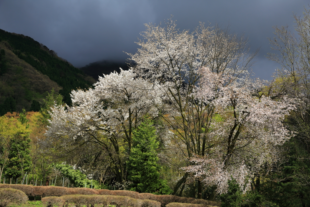 名残の桜