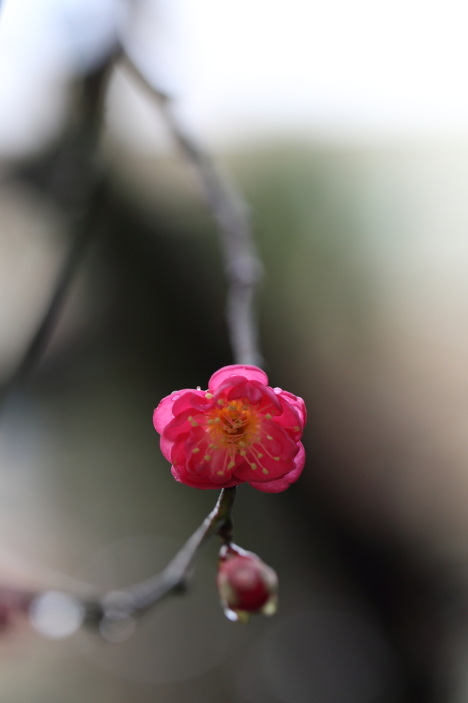 1月の梅