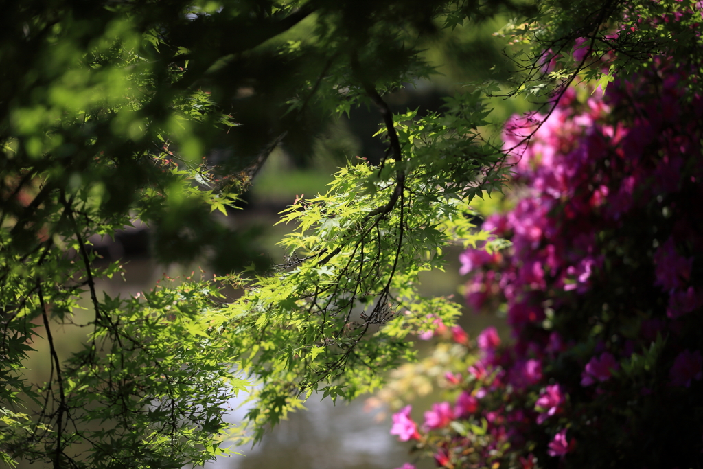 初夏の水辺