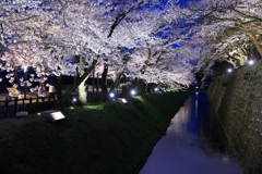 金沢城址の桜