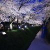 金沢城址の桜
