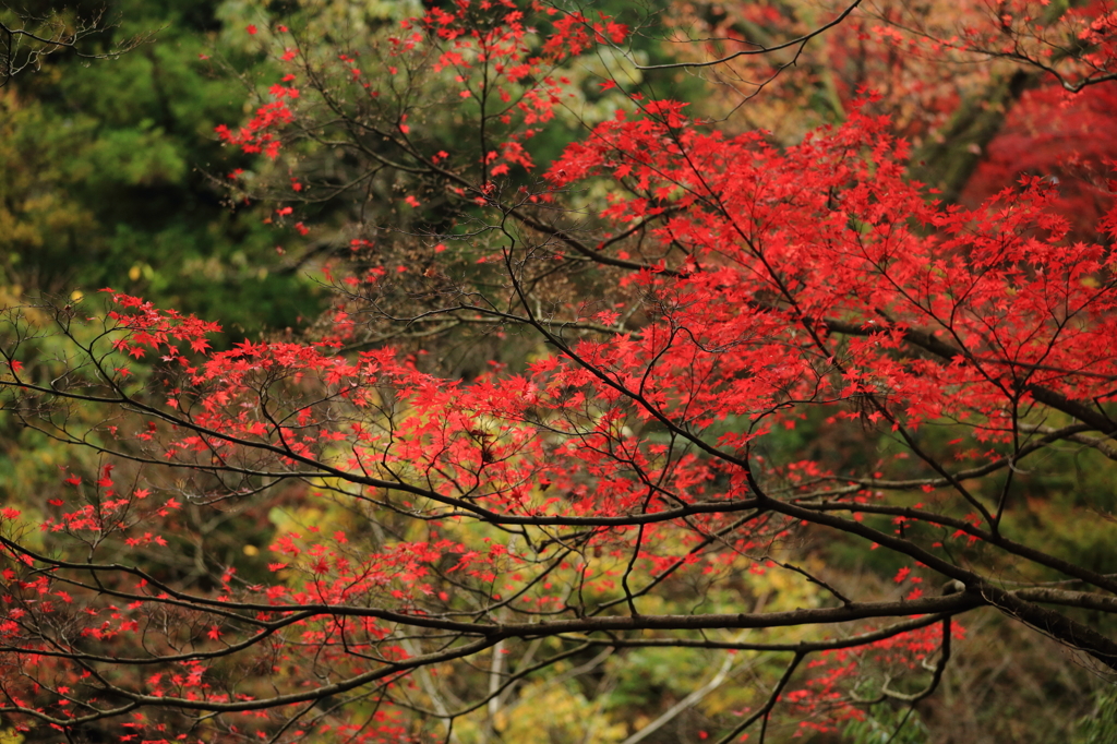 曇りの日の紅葉