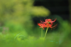 ひっそりと