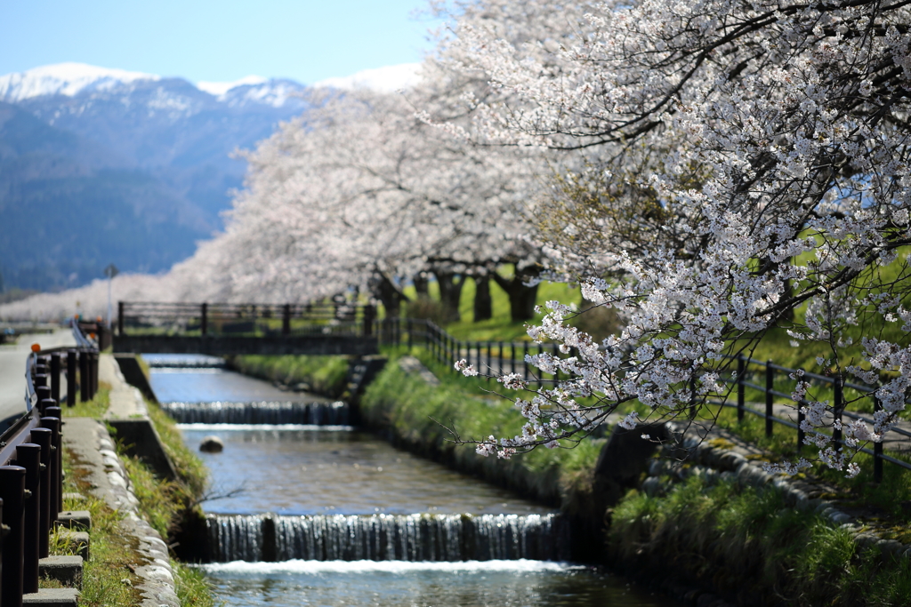 黒部の桜