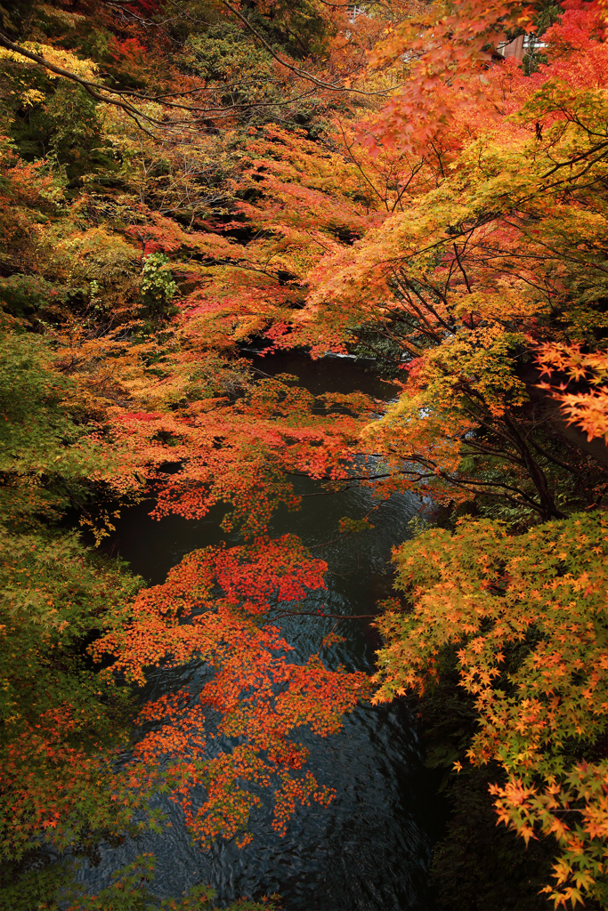 鶴仙渓 紅葉 By K Ds Id 写真共有サイト Photohito