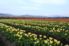 船川べり　チューリップと桜
