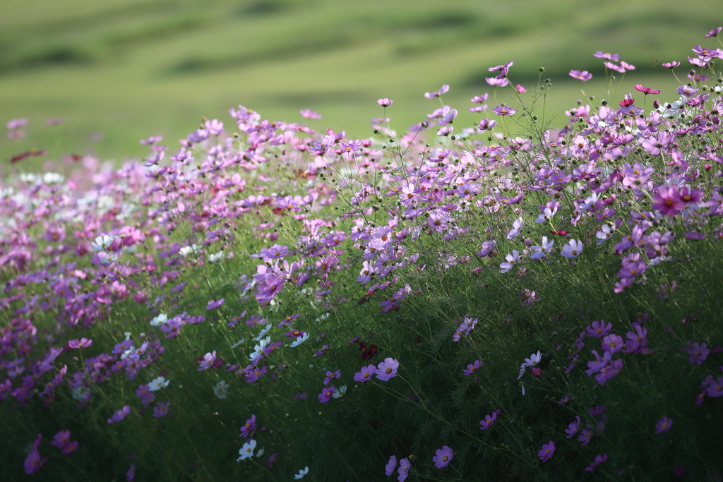 秋桜
