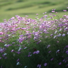 秋桜