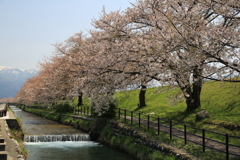 黒部の桜