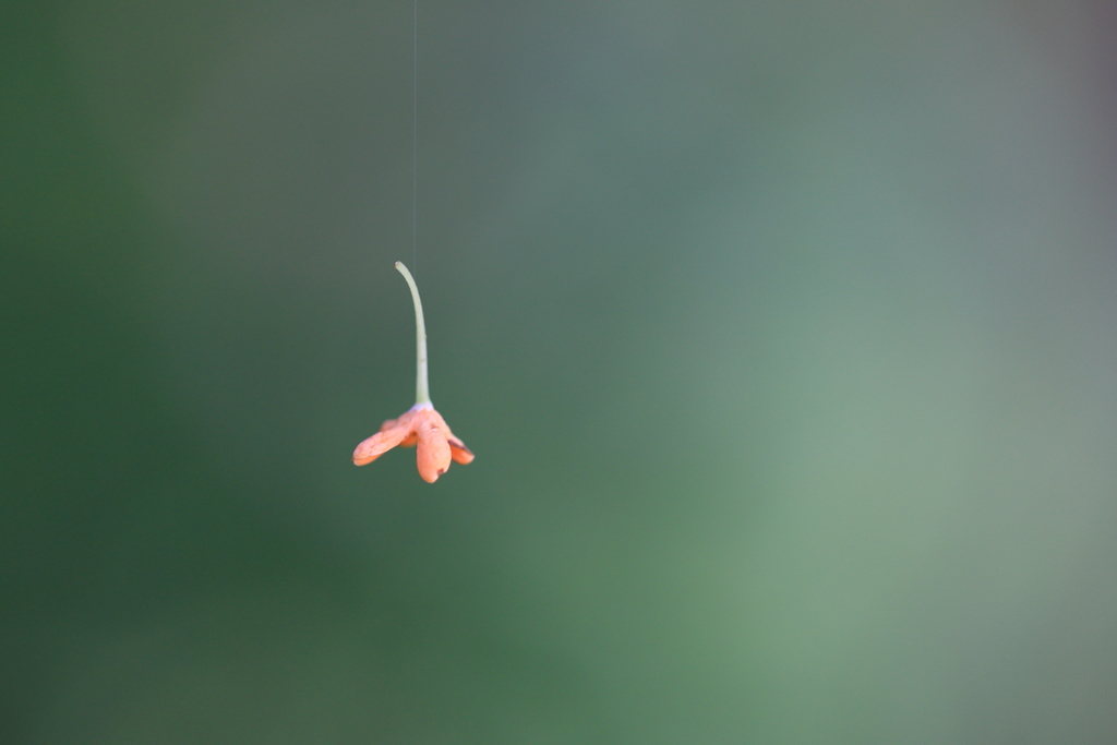 蜘蛛の糸に捕まった金木犀