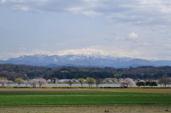 木場潟の桜と白山