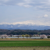 木場潟の桜と白山